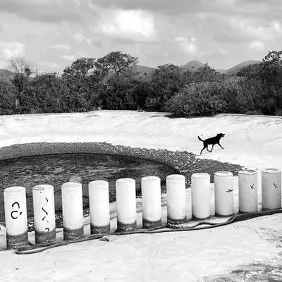 dog B&W