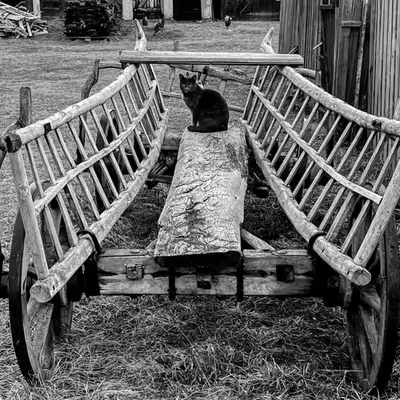 Cat on cart