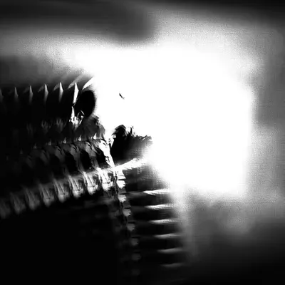 The Bloom [Black & White]