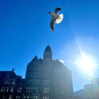 Bird(s).. in AmsterDAM