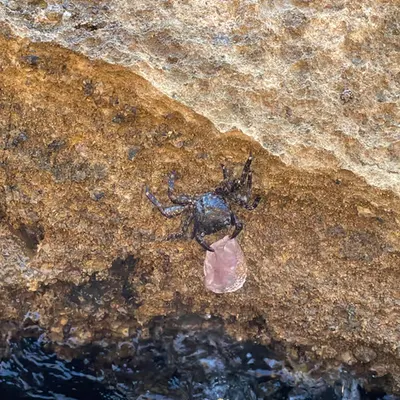 FishingCrab N.O. 1