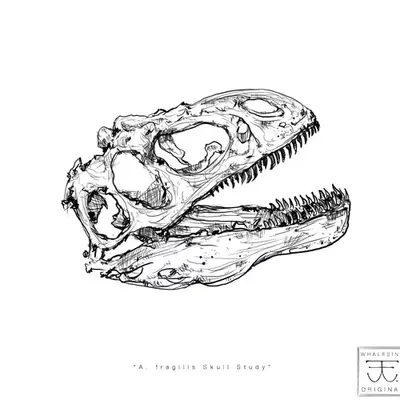A. fragilis Skull Study