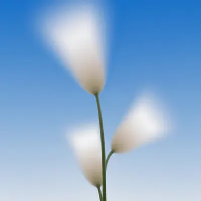Three
