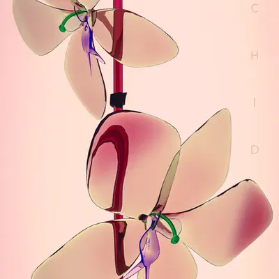Orchid - 蘭 (Collector's Edition) #1/37