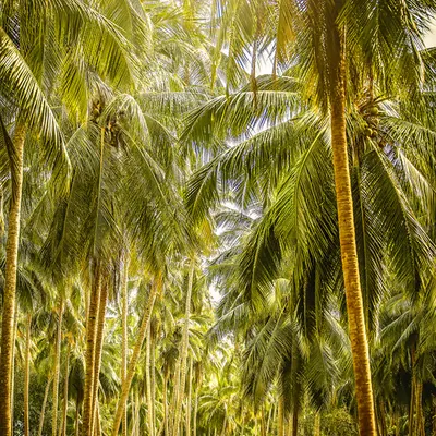 Bali palm forest