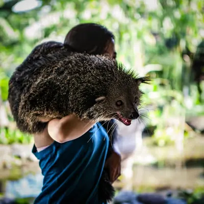 Indonesian wonders
