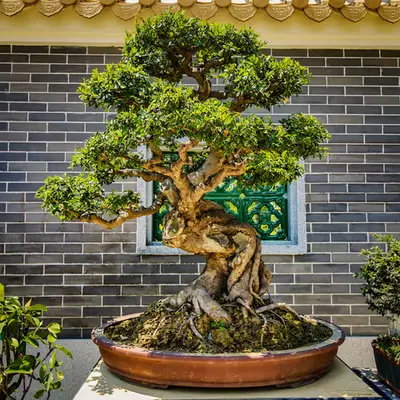 Tree of Life