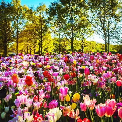 Blooming spring