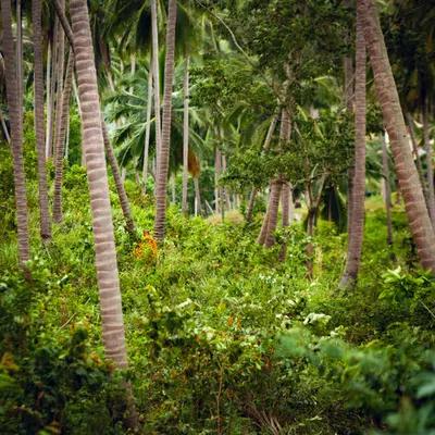 Monk in palm forest