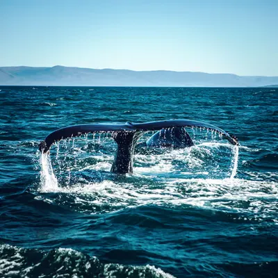 Iceland whales