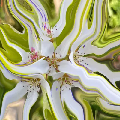 Magnolia