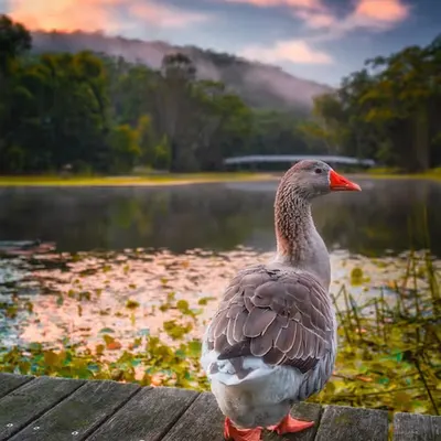 The Goose