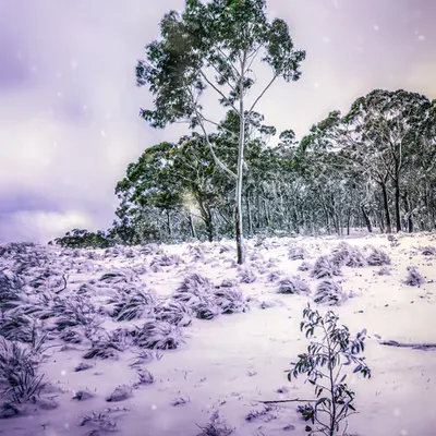 The Snow Fall