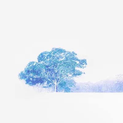 The Whiteout