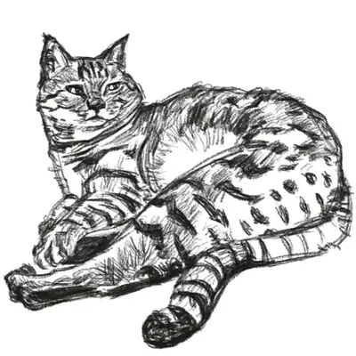 Drawing of a cat