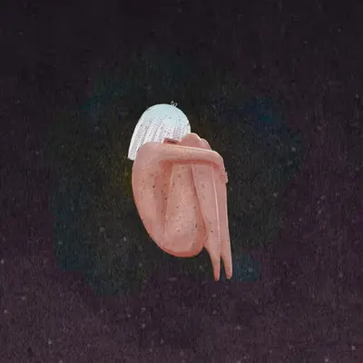 Fetal