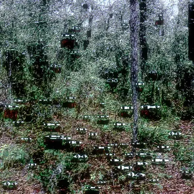 intrusions in my backyard