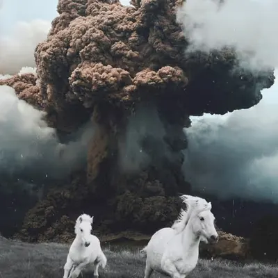 Pony Up