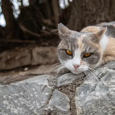 Golden Eyes