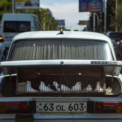 Life in cage 