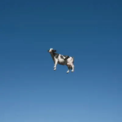 Cow