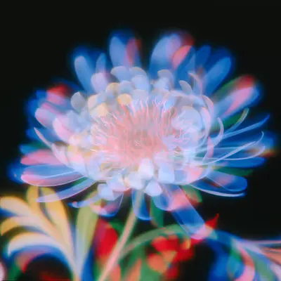 Spectral Chrysanthemum