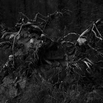 The shadow side of the inner forest