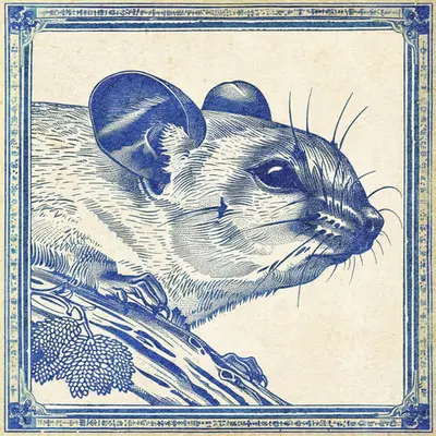 Pygmy Jerboa