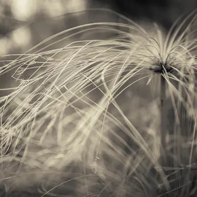 Edit play with plants