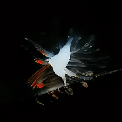 Flight