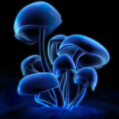 Fluorescence [6] (2000)