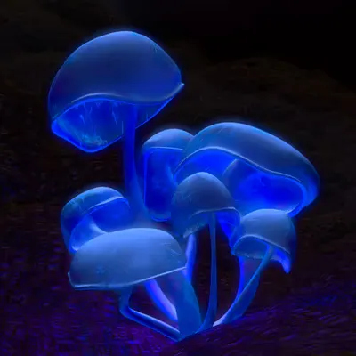 Fluorescence (1999)