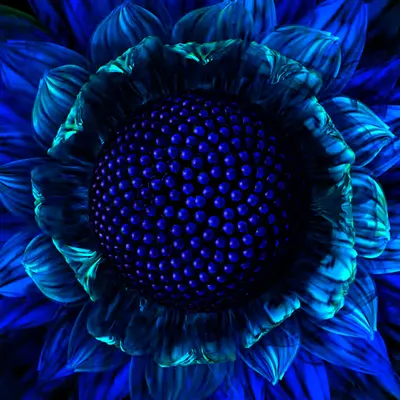 Cobalt Daisy (2002)