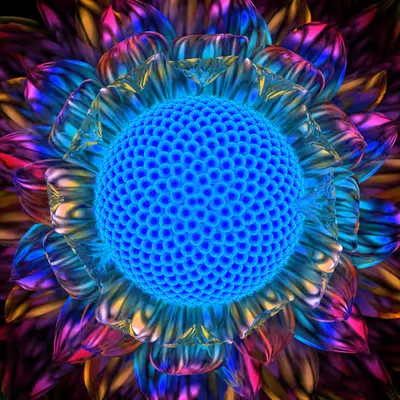 Inverse Daisy (2012)