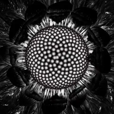 Onyx Daisy (2021)