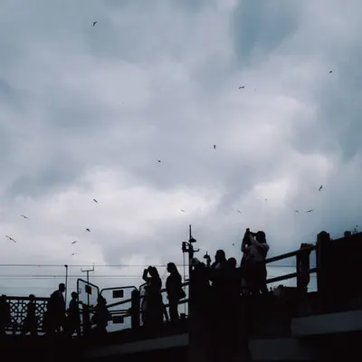 Birds