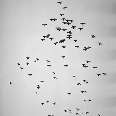 Flocking
