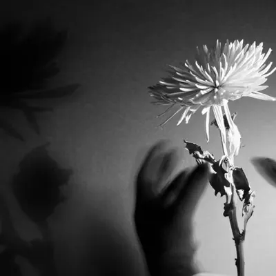 Flowers and Rhyms #3