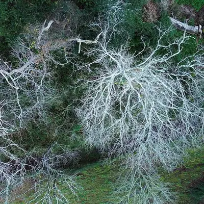 Nature from Above #1