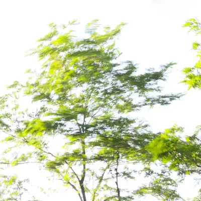 Nature Poesy #1