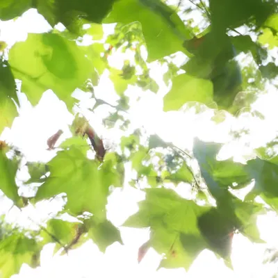 Nature Poesy #2
