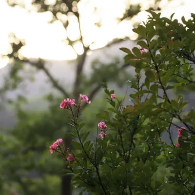 Nature Poesy #3
