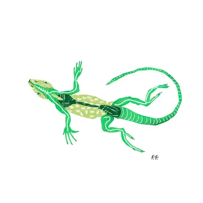 Lizard
