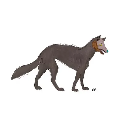 Native Dog