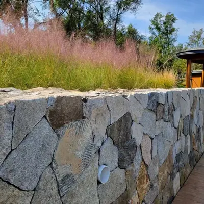 Pink grass in seaside park