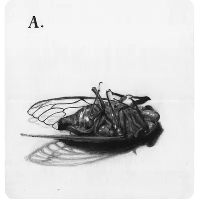 word and image