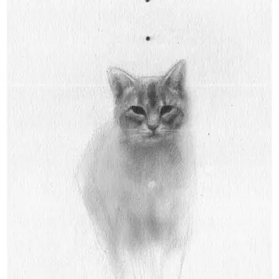 the cat