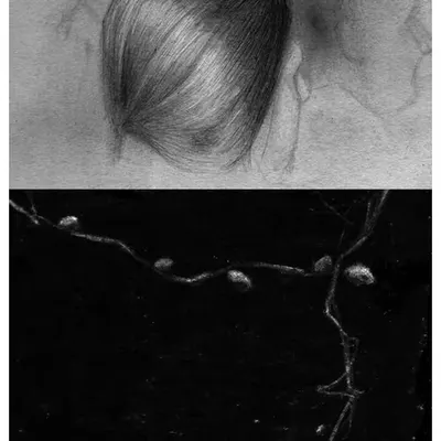 strands