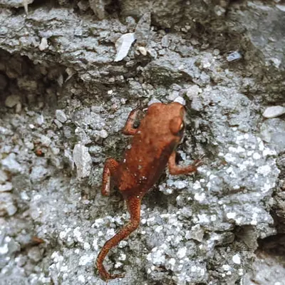 frog