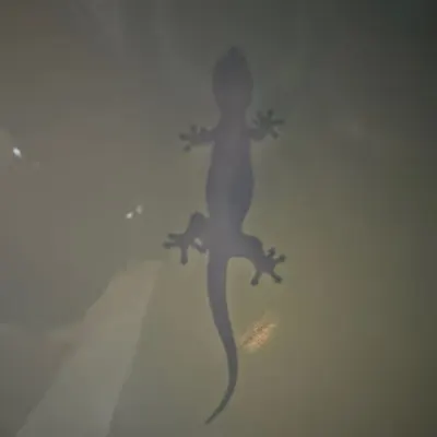 🦎